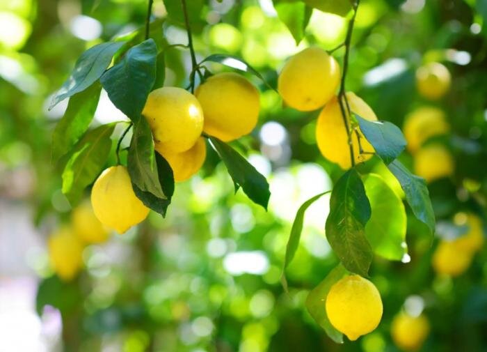 Как вырастить лимонное дерево из семечка: подробное руководство