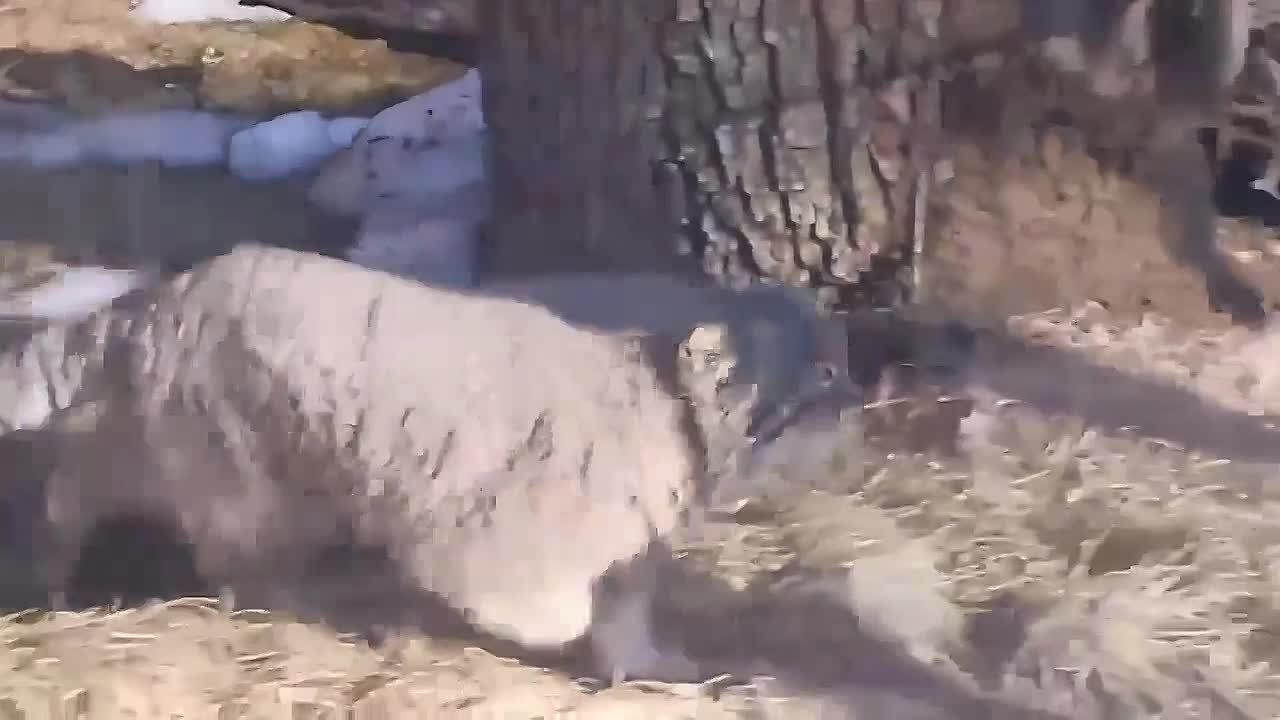 Манул Тимофей начал «разжировку» к лету