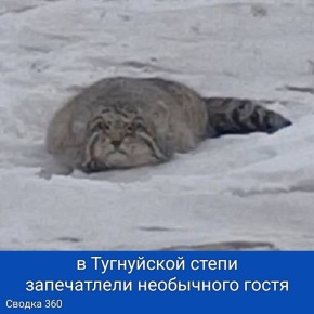 ���������� ������� ������ ���������������� ������� ������� � ������, � ���������� �����