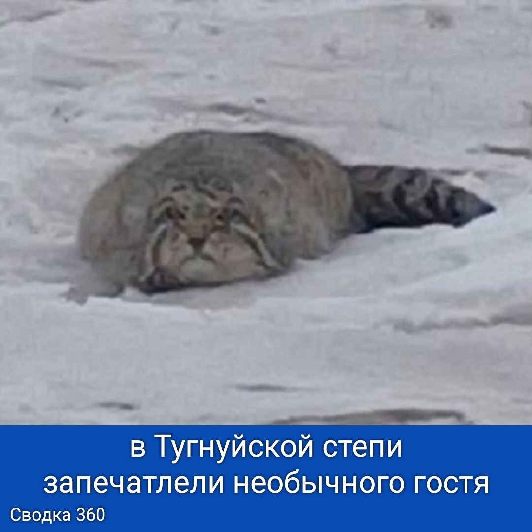 Жительница региона смогла сфотографировать редкого хищника — манула, в Тугнуйской степи