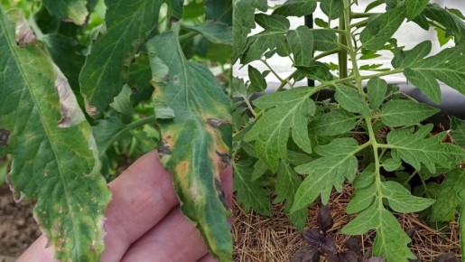 ����������� ������ �������: ��� ��������� ����� ������ ��������� �������� ������