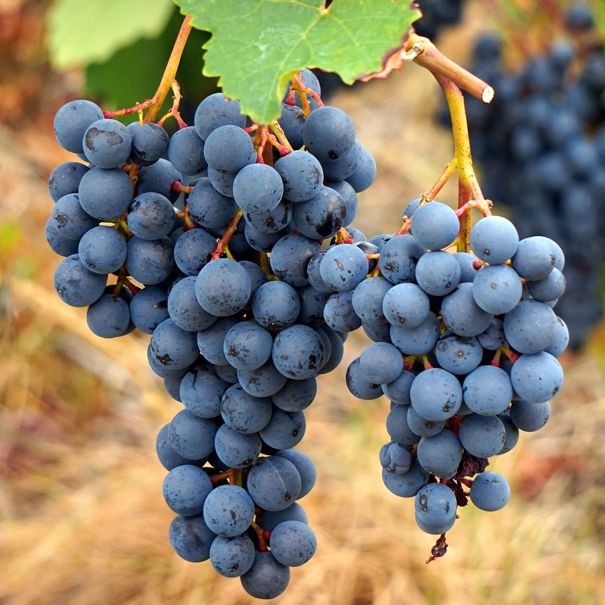 Виноград Агат Донской: как вырастить его в непростом климате