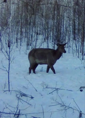 ���������-�������� ������ � �������� ����������� � ����������