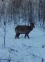 Красавица-изюбриха попала в объектив фотоловушки в Забайкалье
