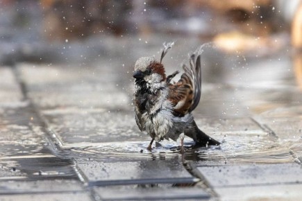 ������ ����, ����������! ������� � �����������, 30 �����