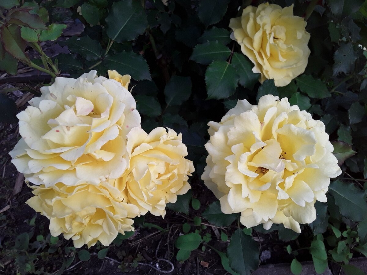 Бегая с рулеткой: надежды на плетистые розы и их зимнее укрытие