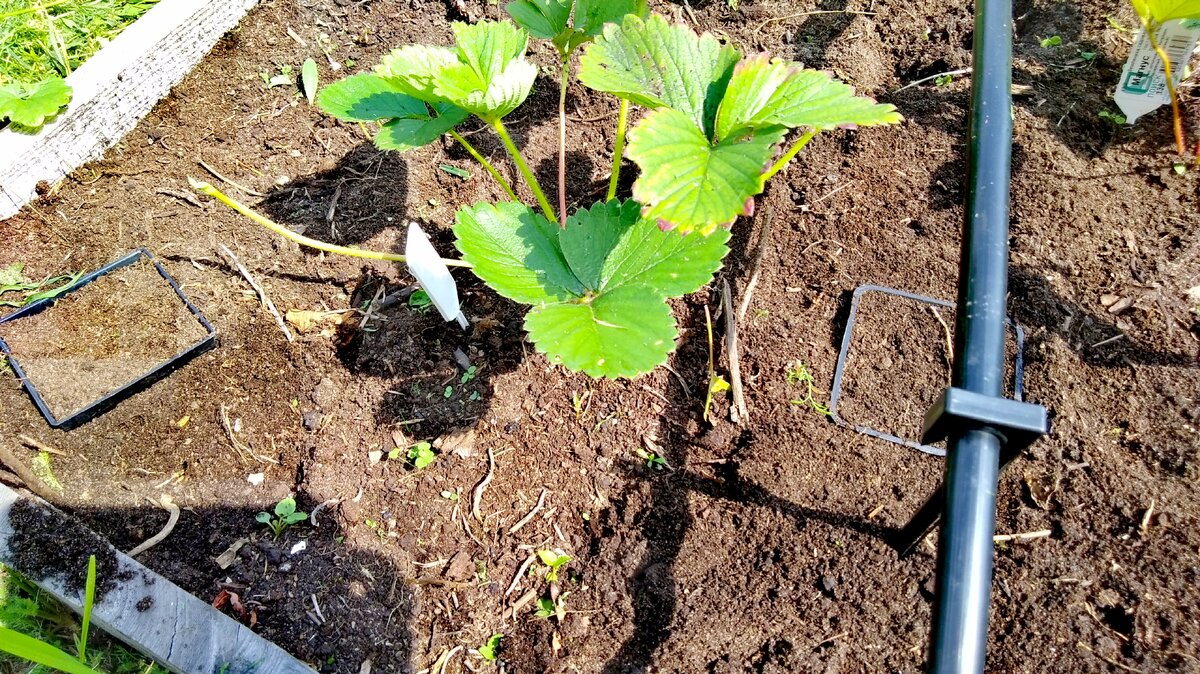 Июль — идеальное время для размножения крупноплодной земляники