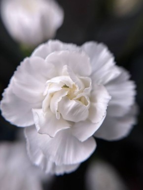 ������ ����, ����������! �� ��������� �������, 31 ����� � ��������� ���� ������� ������ �����