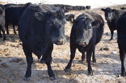 ������������ ���������� �������� 193 �������� ������ �� �������� ������� ������������