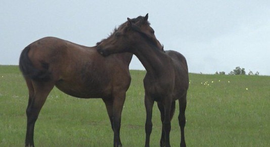 �������� ���������� ���������� ������� ������������� ������� � �������� ��������� � ������ ���������� ������ �����������