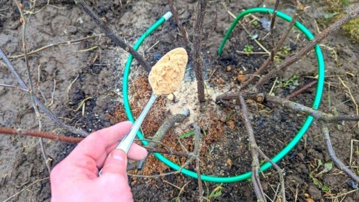 Как правильно подкормить смородину весной для здоровья и богатого урожая