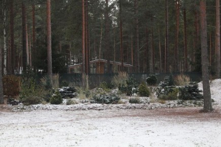 Цвет в ноябре: восемь растений, которые оживляют сад в холодный период