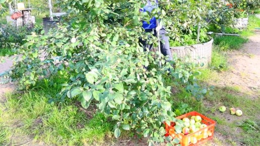 Как молодая яблоня приносит рекордные 15 кг плодов за три года: секрет деревенских агрономов