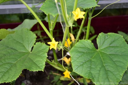 Как правильно подготовить теплую грядку для огурцов: советы и хитрости