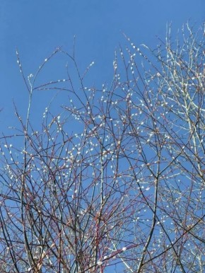 Доброе утро жители Забайкалья и гости региона! Сегодня 5 апреля – воскресенье