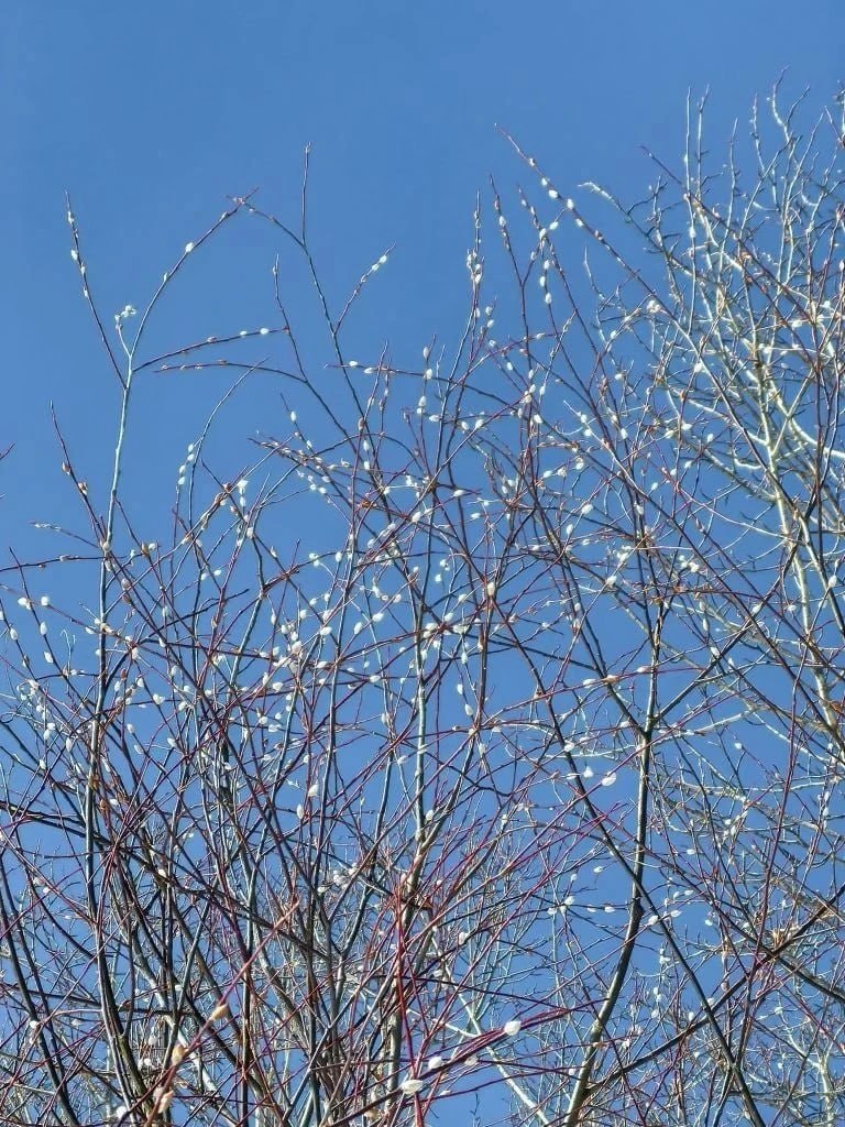 Доброе утро жители Забайкалья и гости региона! Сегодня 5 апреля – воскресенье