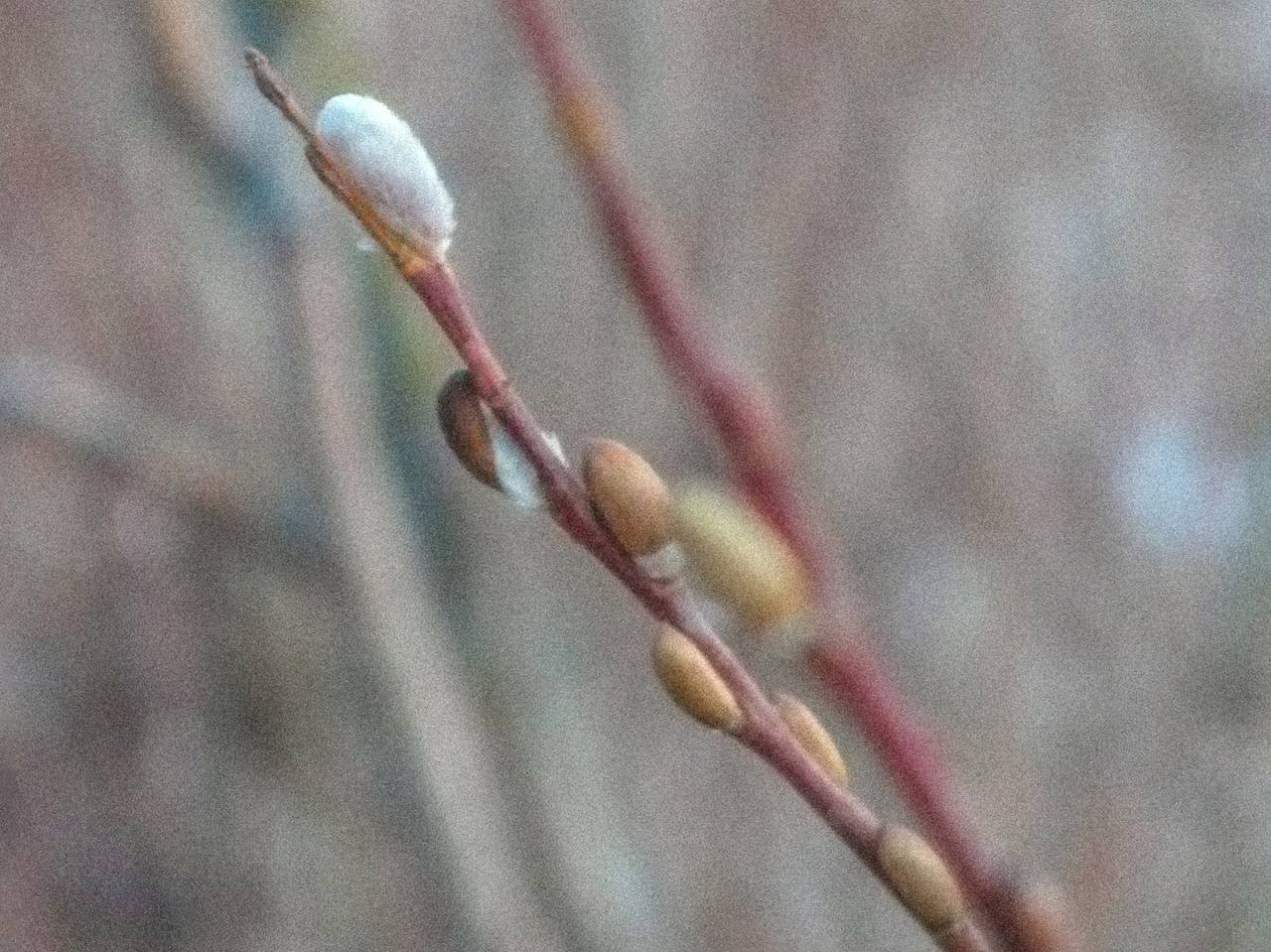Доброе утро. За окном весна, до Пасхи остается неделя, а это значит, что сегодня отмечается Вербное воскресенье Доброе утро. За окном весна, до Пасхи остается неделя, а это значит, что сегодня отмечается Вербное воскресенье