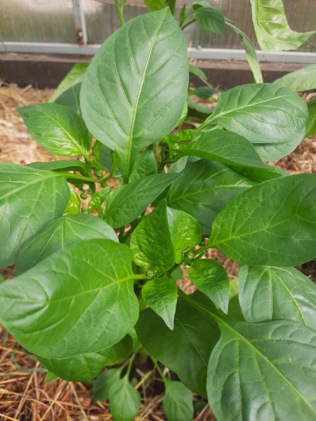 Почему не стоит заглублять рассаду перцев и огурцов при высадке?