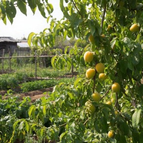 ����� ���������� ��������: 16 ������ ��� �������� �������