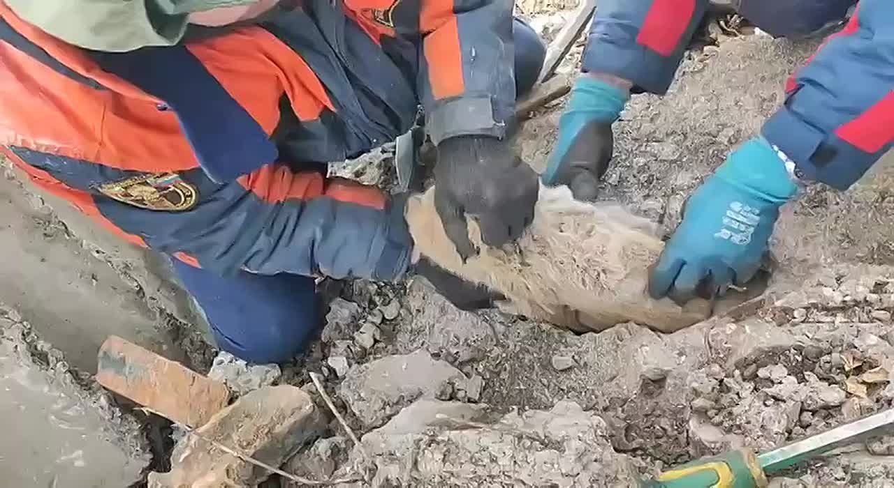 Сотрудники «Забайкалпожспас» вытащили щенка из бетонной плиты