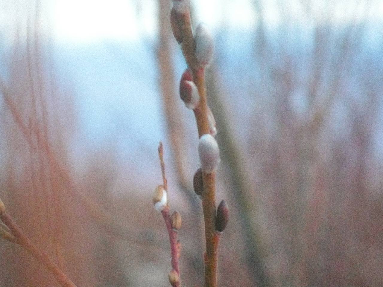 Доброе утро. За окном весна, до Пасхи остается неделя, а это значит, что сегодня отмечается Вербное воскресенье