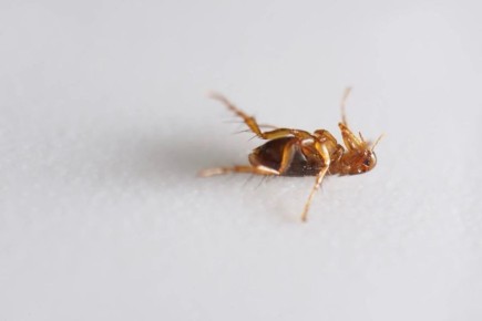 Как эффективно избавиться от блох в доме: проверенные советы