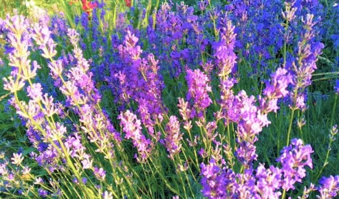 �������: ����� �������, ������� �������� ��� ��� �������� � ����� ������