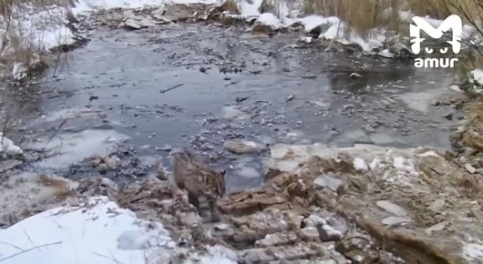 Лесной кот и его неуклюжий провал под лёд