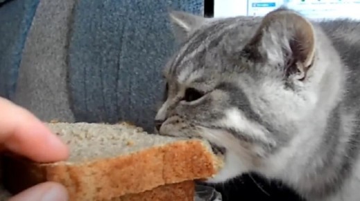 Можно ли котам есть хлеб? Эксперты отвечают на важный вопрос