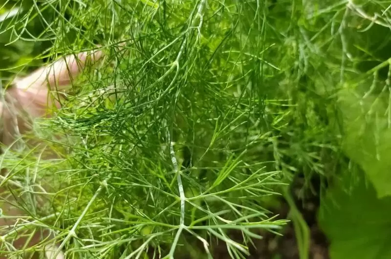 Тайны укропа: что мешает его росту и как достичь успеха