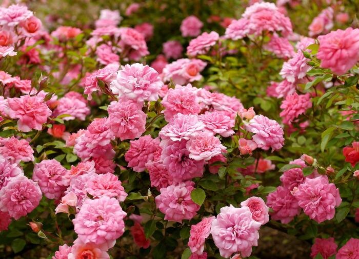 Как миниатюрные розы могут преобразить ваш сад: секреты успешного роста