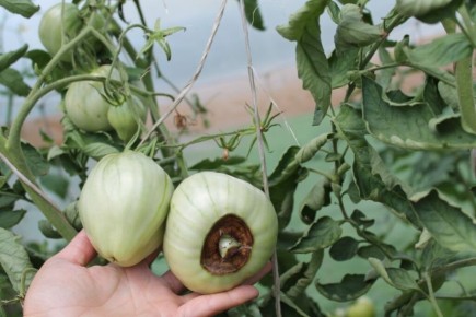 ��������� ����� ������� � ������: �������, ����������� � ��� �������� ��������