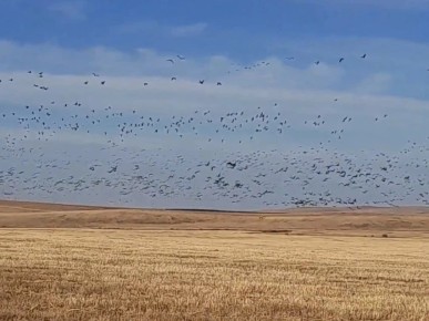 Гуси прилетели: многотысячные стаи пернатых заметили в Забайкалье