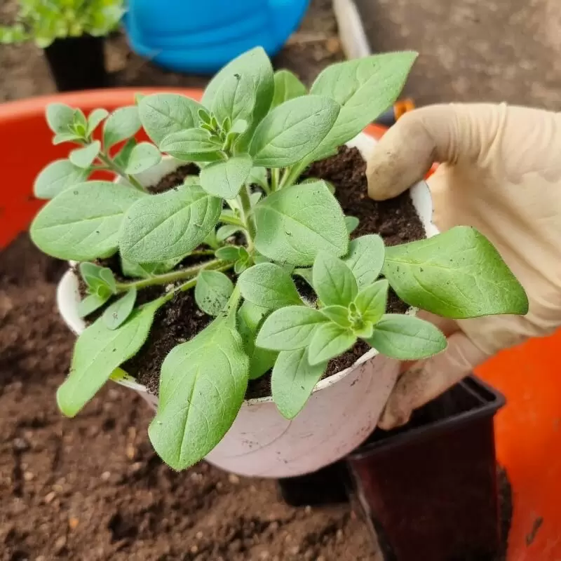 Как правильно ухаживать за рассадой петунии: объём корней против формировки