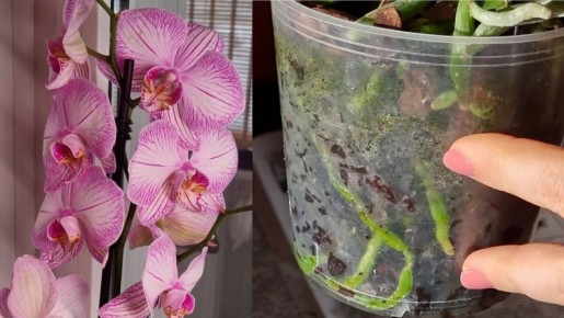 Незаметные тонкости: выбор и уход за орхидеями после покупки