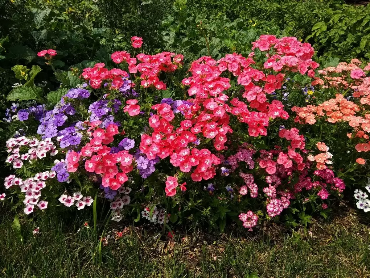 Как организовать гармонию в саду с помощью ситцевого эффекта