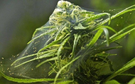 Паутинный клещ: как распознать и эффективно с ним бороться