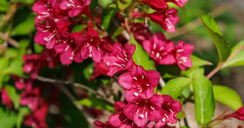 Вейгела: искусство ухода и применения в дизайне сада