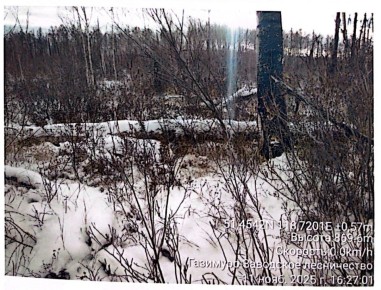 В Забайкалье прокуратура направила в суд уголовное дело по обвинению начальника лесхоза в незаконной вырубке леса в особо крупном размере