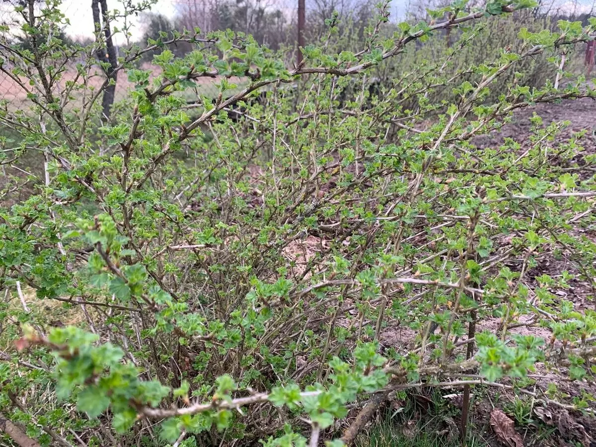 Крыжовник без химии: народные методы борьбы с вредителями и болезнями