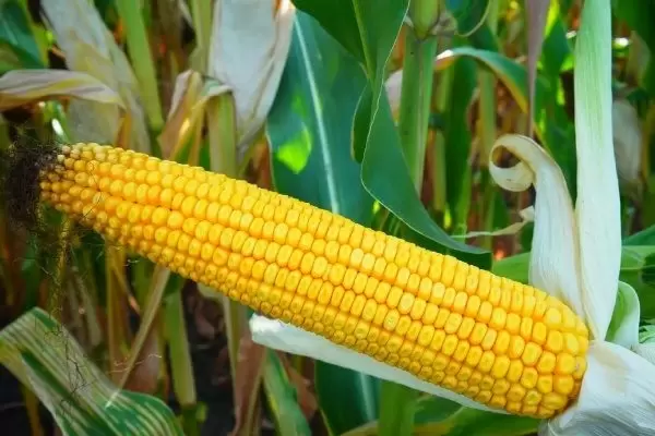 Кукуруза Микси: Почему этот сорт покоряет сердца фермеров