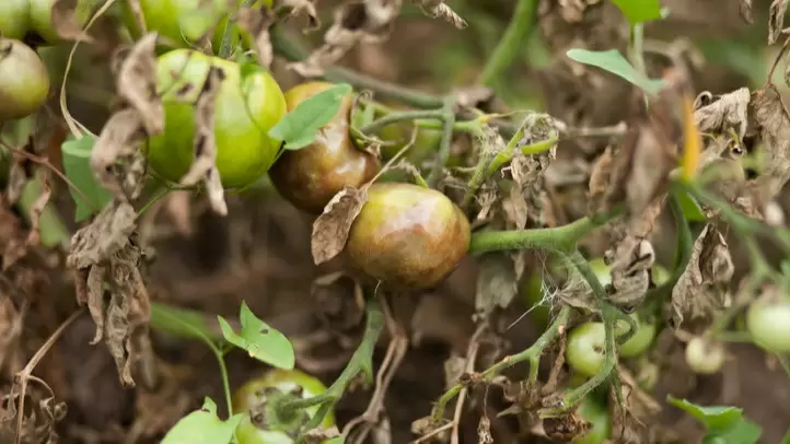 Эффективная защита томатов в августе: как избежать грибковых болезней