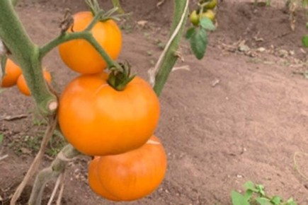 ����� ������: ���������� ���� � ����������� ������� � ����������� ������