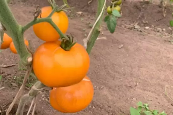 Томат Персик: уникальный сорт с бархатистой кожурой и потрясающим вкусом