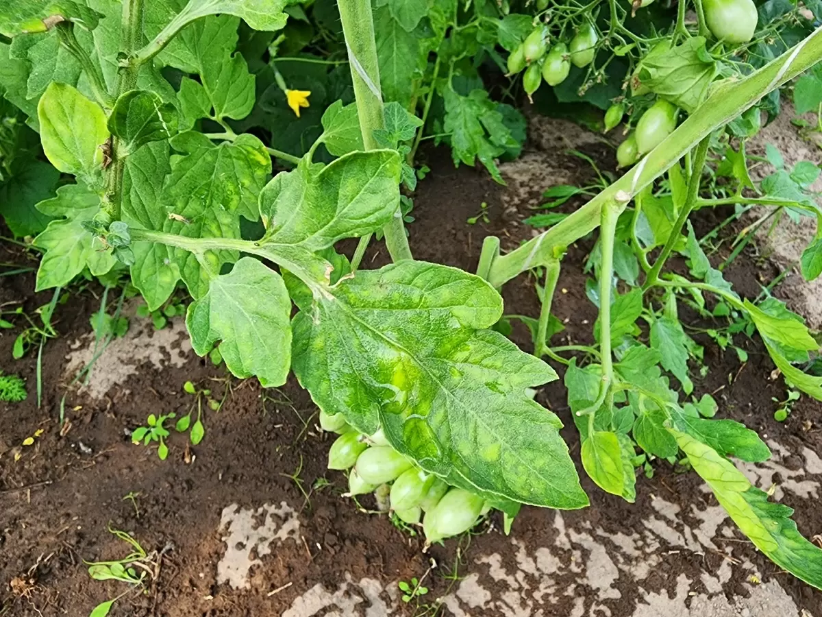 Желтые пятна на листьях томатов: причины и решения