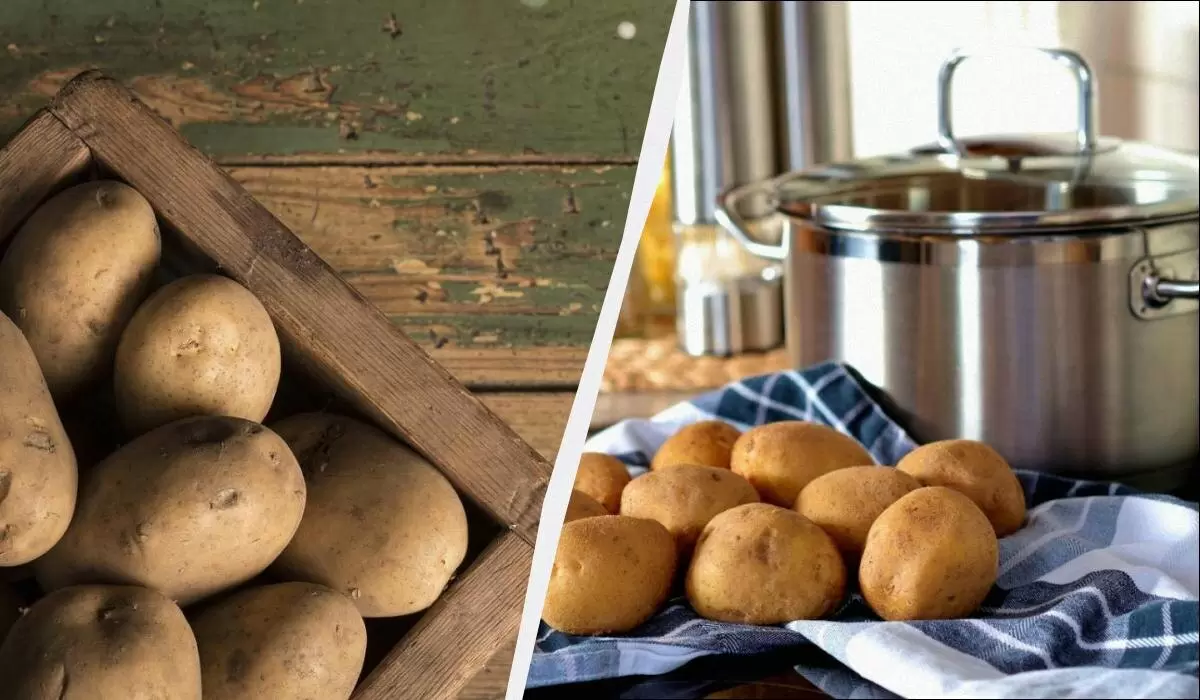 Хранение картофеля: длительное без потерь