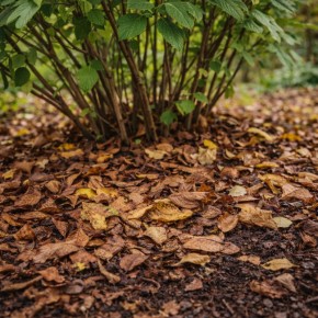 Почему опавшие листья становятся залогом здоровья кустов