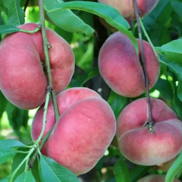 Персик свит кап: сладкий инжирный сорт, который покоряет сердца садоводов