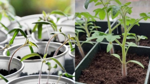 Три секрета крепкой рассады: какой грунт выбрать для успеха