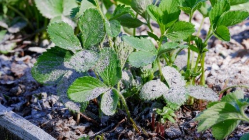 ������ ��������: �������� ����������� ��� �������� � ������